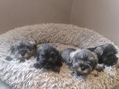 Miniature Schnauzer pups