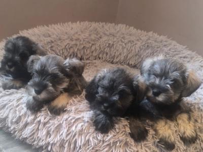 Miniature Schnauzer pups