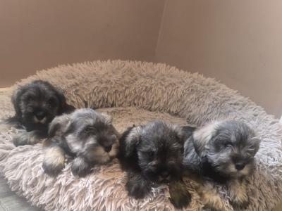 Miniature Schnauzer pups