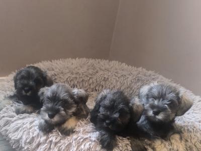 Miniature Schnauzer pups