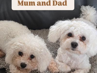 Maltese x Bichon Frise puppies