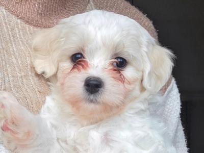 Maltese x Bichon Frise puppies