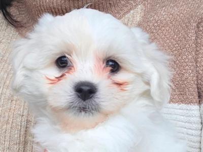 Maltese x Bichon Frise puppies