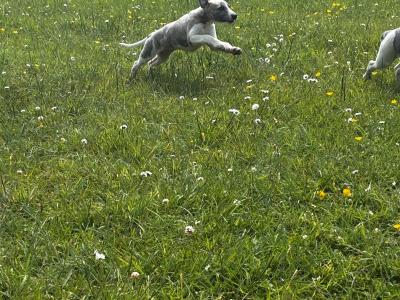 IKC Registered male Blue Brindle Whippet puppy in Sligo