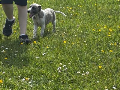 IKC Registered male Blue Brindle Whippet puppy in Sligo