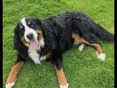 Stunning Bernese Mountain Dog pups