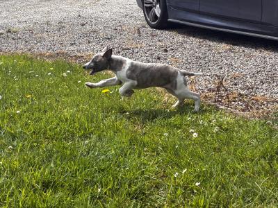 IKC Registered male Blue Brindle Whippet puppy in Sligo