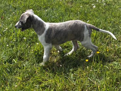 IKC Registered male Blue Brindle Whippet puppy in Sligo