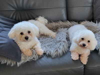 Maltese x Bichon Frise puppies