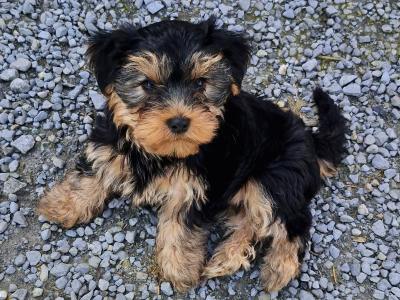 Yorkshire Terriers puppies