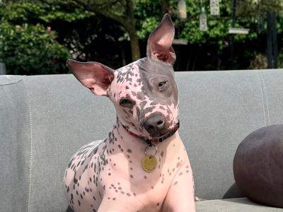 Pedigree IKC Registered American Hairless Terrier puppie 7 months old in Laois