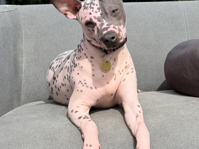 Pedigree IKC Registered American Hairless Terrier puppie 7 months old in Laois