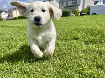 Golden Retriever female puppy IKC registered