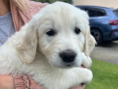 Golden Retriever female puppy IKC registered
