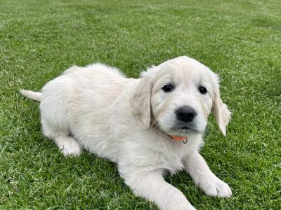 Golden Retriever female puppy IKC registered