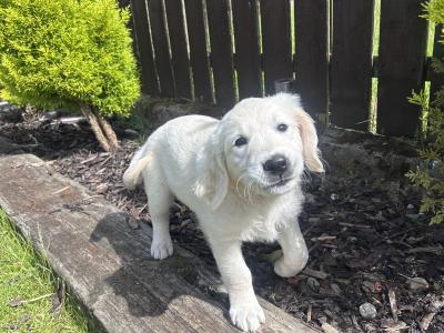 Golden Retriever female puppy IKC registered
