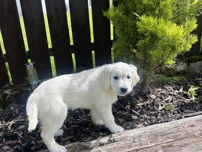 Golden Retriever female puppy IKC registered