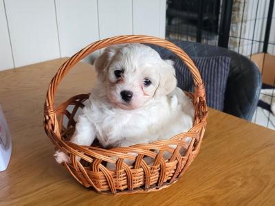 Maltese x Bichon Frise puppies