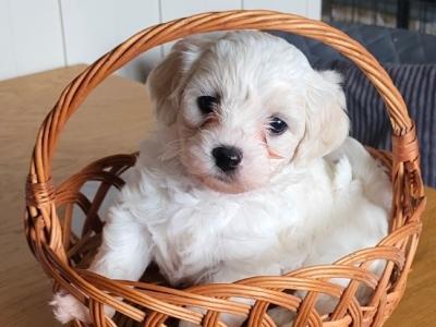 Maltese x Bichon Frise puppies (Maltichon) in Louth