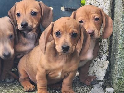 Miniature Dachshund puppies in Tipperary
