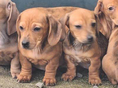 Miniature Dachshund puppies in Tipperary