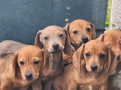 Miniature Dachshund puppies in Tipperary
