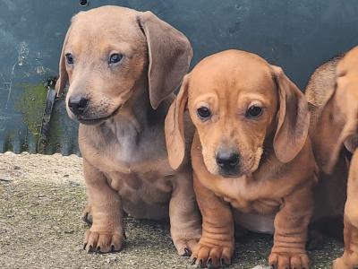Miniature Dachshund puppies in Tipperary