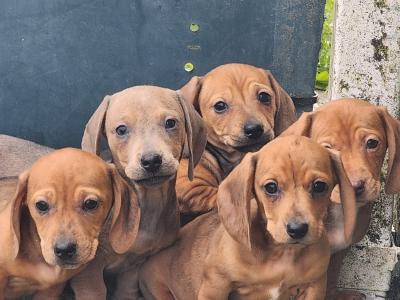 Miniature Dachshund puppies in Tipperary