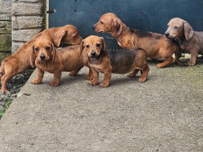 Miniature Dachshund puppies in Tipperary