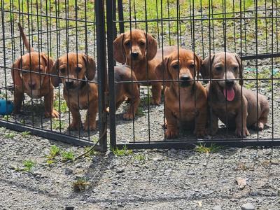 Miniature Dachshund puppies in Tipperary