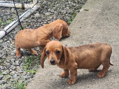 Miniature Dachshund puppies in Tipperary