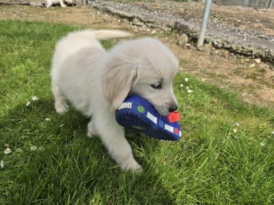 Beautiful 8 Week old Golden Retriever puppies in Cork