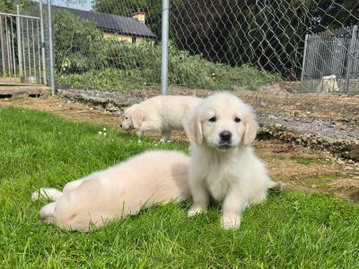 Beautiful 8 Week old Golden Retriever puppies in Cork