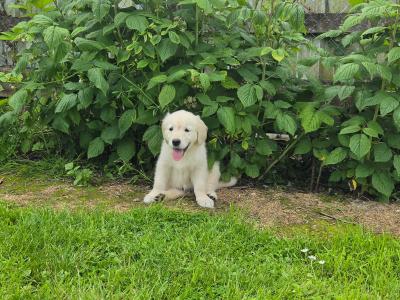 Beautiful 8 Week old Golden Retriever puppies in Cork