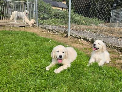 Beautiful 8 Week old Golden Retriever puppies in Cork