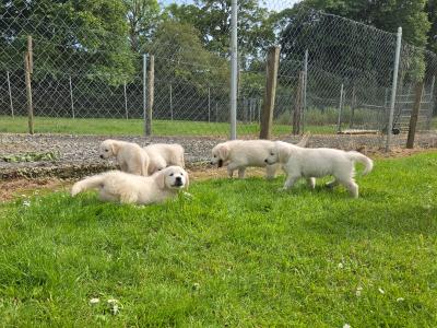 Beautiful 8 Week old Golden Retriever puppies in Cork