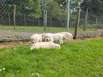 Beautiful 8 Week old Golden Retriever puppies in Cork