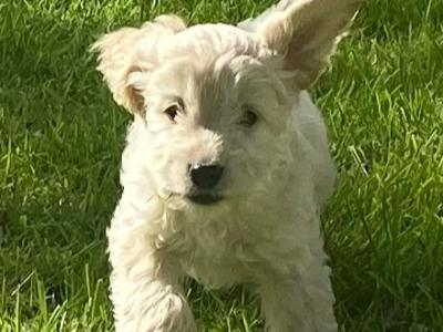 Adorable Cockapoo puppies for sale in Meath