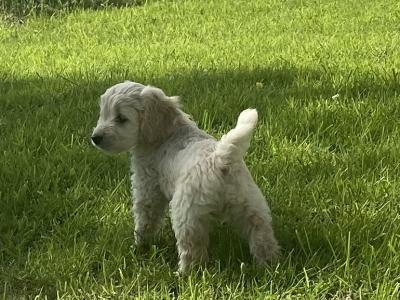 Adorable Cockapoo puppies for sale in Meath