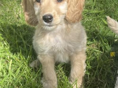 Adorable Cockapoo puppies for sale in Meath