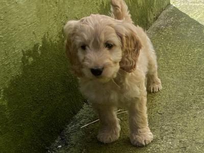 Adorable Cockapoo puppies for sale in Meath