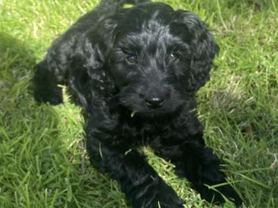 Adorable Cockapoo puppies for sale in Meath