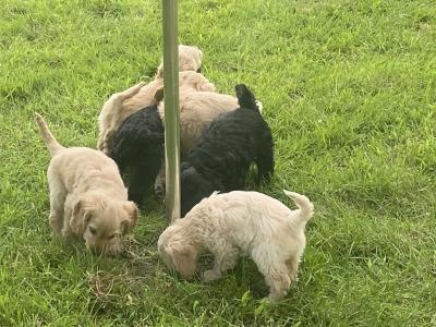 Adorable Cockapoo puppies for sale in Meath