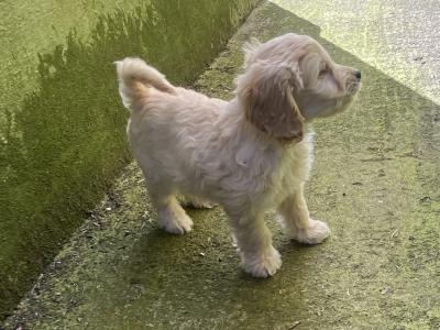 Adorable Cockapoo puppies for sale in Meath