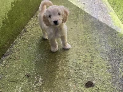 Adorable Cockapoo puppies for sale in Meath