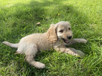 Adorable Cockapoo puppies for sale in Meath