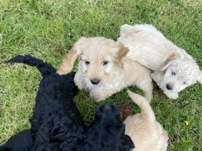 Adorable Cockapoo puppies for sale in Meath
