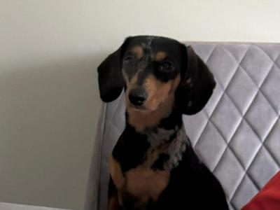 Miniature Dachshund puppies in Dublin