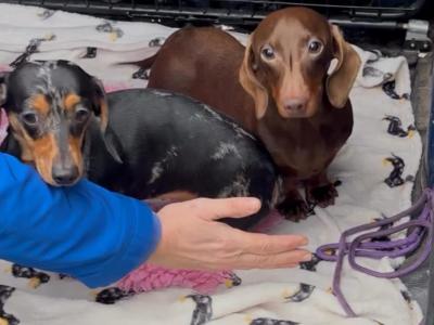 Miniature Dachshund puppies in Dublin