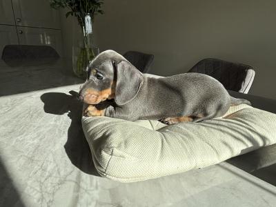 Miniature Dachshund puppies in Dublin